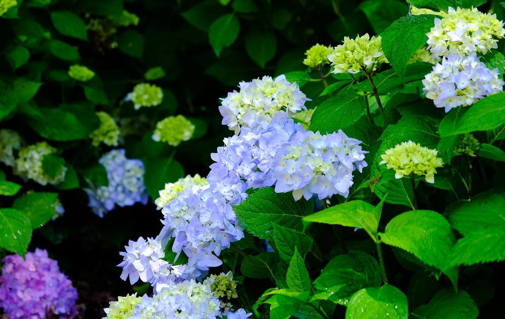 3G Hydrangea mac. 'Nantucket Blue' ('Grenan') Nantucket Blue Hydrangea 1005419 Bigleaf Mophead 1005419