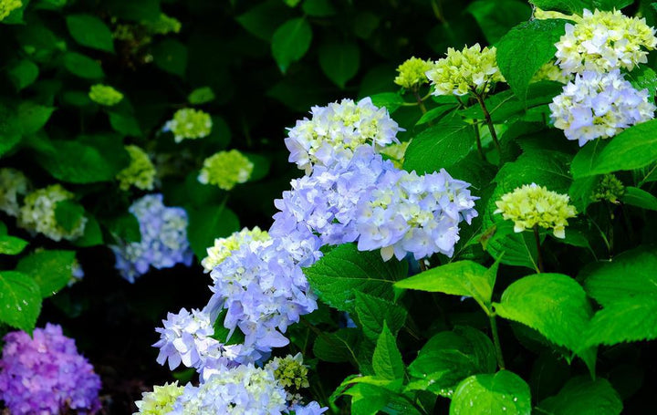 3G Hydrangea mac. 'Nantucket Blue' ('Grenan') Nantucket Blue Hydrangea 1005419 Bigleaf Mophead 1005419