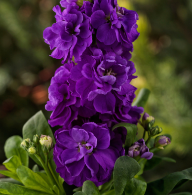 4.5" Stock Mime - Purple