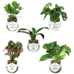 3"  PW Tropical Leaf Joy Asst H2O Bowl T1318