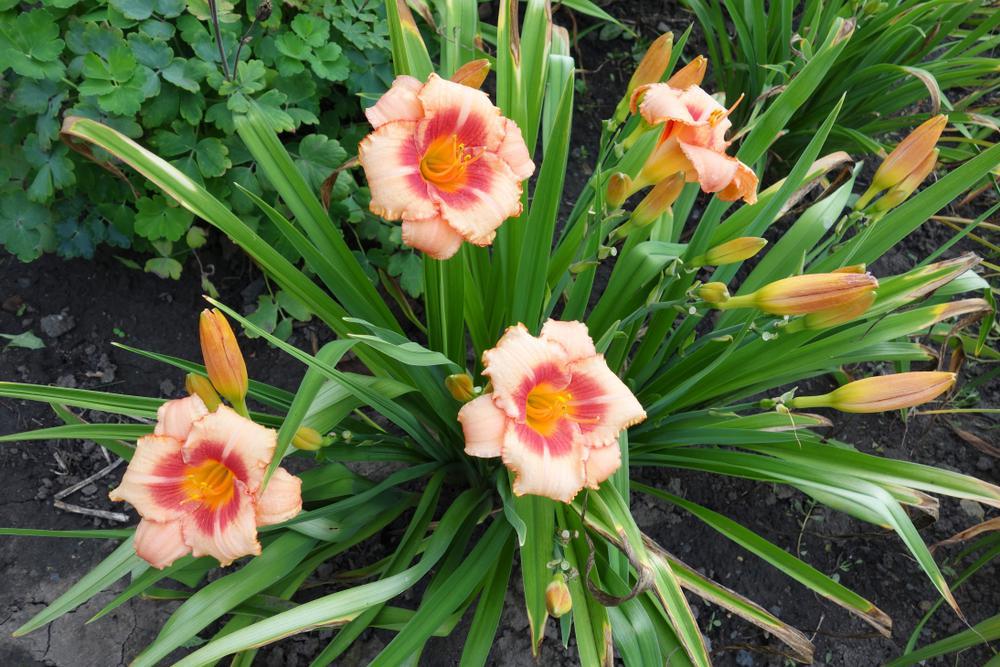 1G Hemerocallis 'Strawberry Candy' Strawberry Candy Daylily 1002841