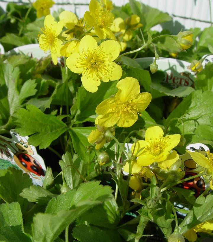 3" Waldsteinia ternata Barren Strawberry 1002610