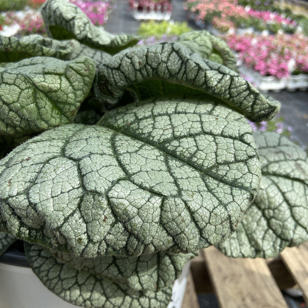 Jack of Diamonds Heartleaf Brunnera