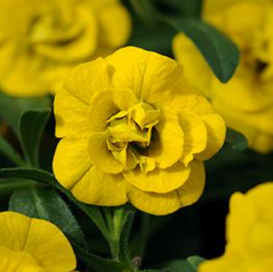 4.5" Calibrachoa (million bells)