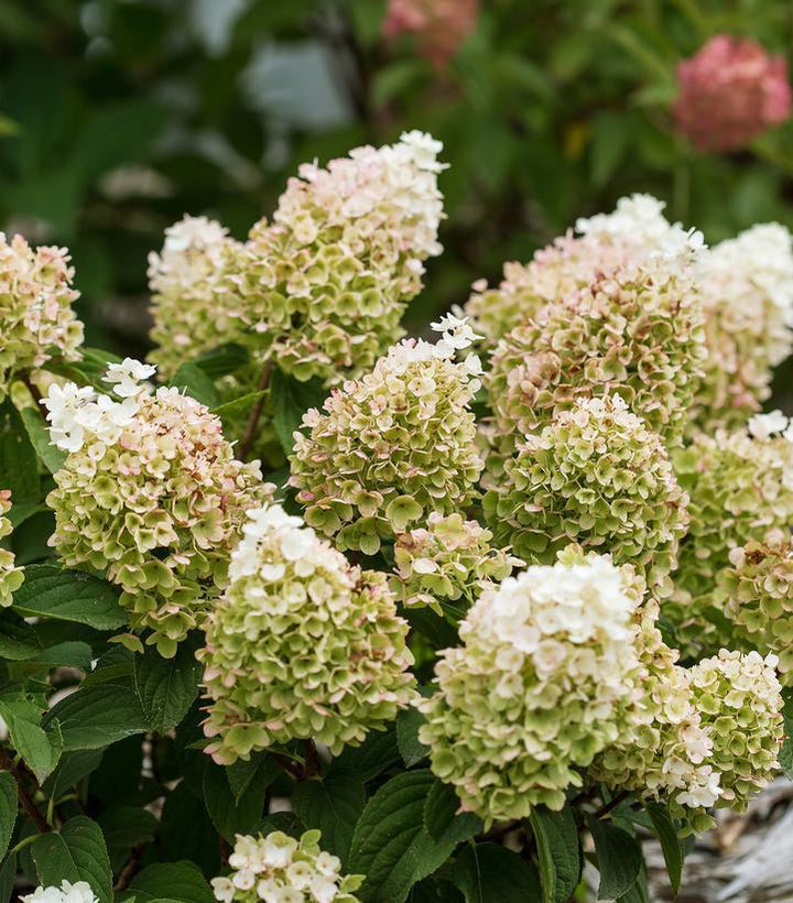 5G Hydrangea Paniculata 'Little Hottie' - 1020686