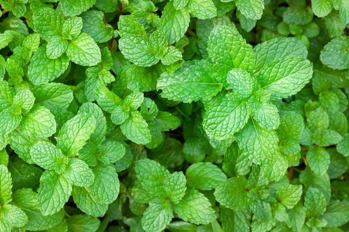 1G Mentha X Piperita - Peppermint - 1001304