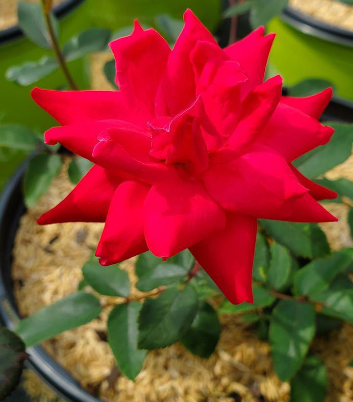 2G Rose Bush - Rosa 'Double Knock Out' - Red - 1007429
