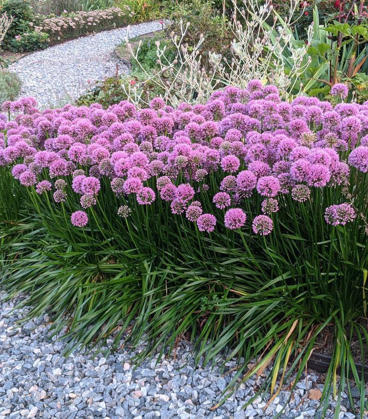 1G Allium 'Millenium' - Flowering Onion / Ornamental Onion - 1015282
