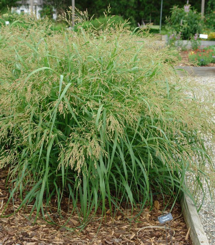 1G Panicum virgatum 'Cape Breeze' Cape Breeze Switchgrass 1006985