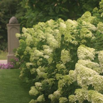 5G Hydrangea pan. 'Limelight' Limelight Hydrangea 1003707