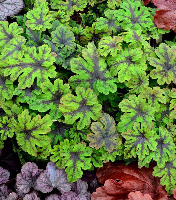 1G Tiarella 'Fingerpaint' - Foamflower - 1009677