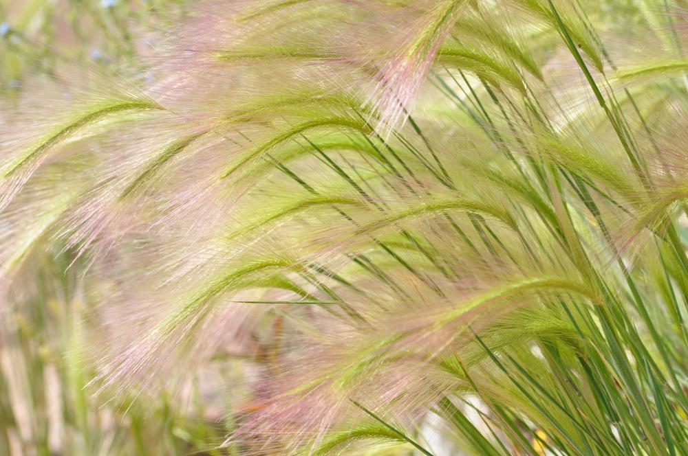 2G Hordeum Jubatam "Ricky" Squirrel Tail Grass