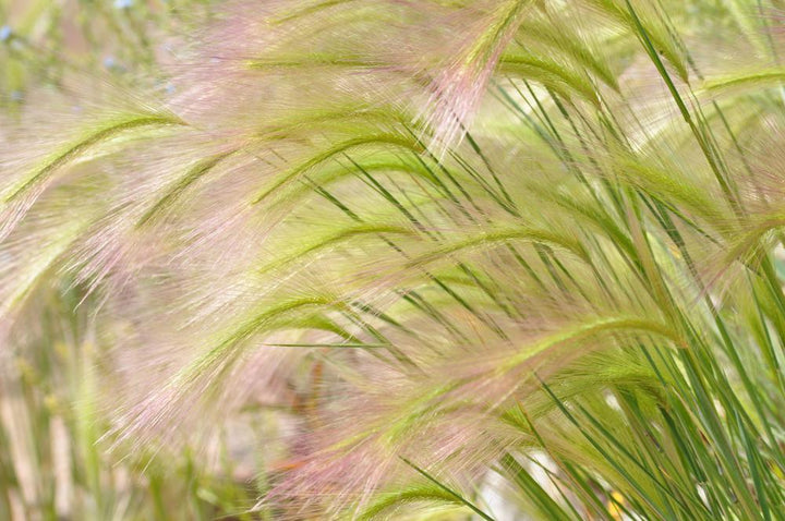 2G Hordeum Jubatam "Ricky" Squirrel Tail Grass