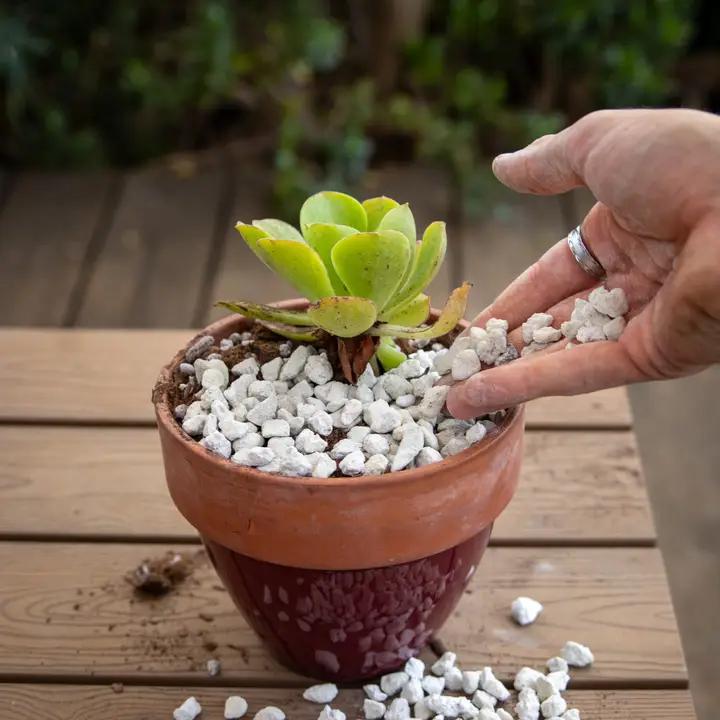 Ivy May Co - Bulk Amendments – 3/8" Screened Horticultural Pumice