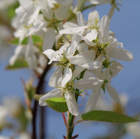7G Amelanchier Canadensis 'Spring Glory' - Serviceberry - 1012577