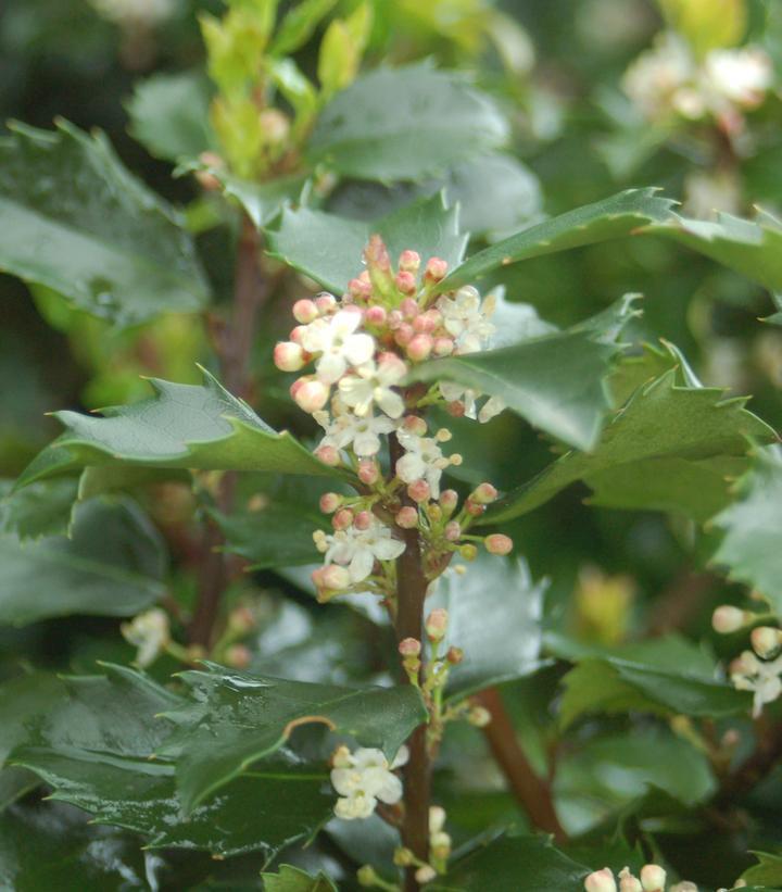 3G Ilex X Meserveae 'Blue Prince' - Holly (Pollinator for Blue Princess) - 1000213