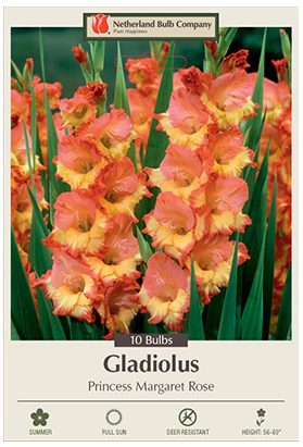 Gladiolus Princess Margaret Rose Bulbs - 10 Count - 2952128770