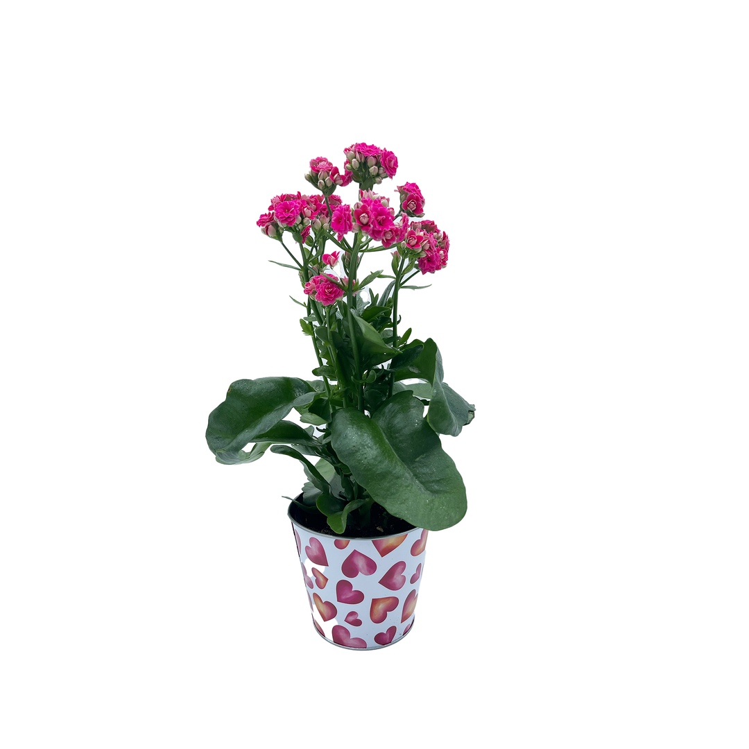 5" Calandiva Princess Tin Asst F2583