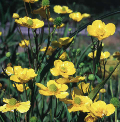 Netherland Bulb Company - Ranunculus Miniature Spearwort 1CT - Marginal Plant - 4851100312