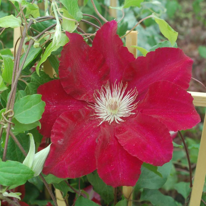 8" Clematis 'Tranquilite' - 1009783