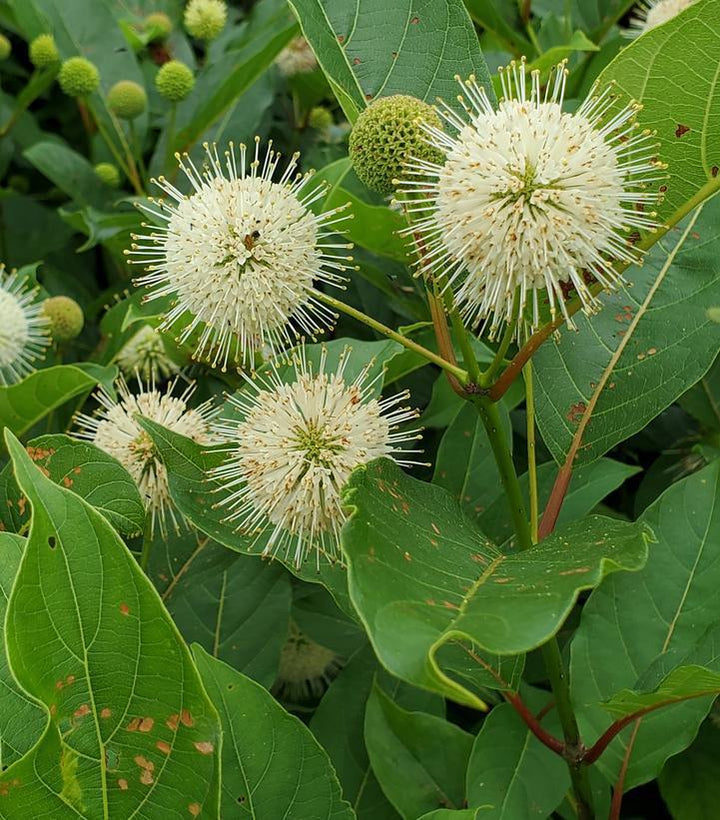 3G Cephalanthus Magical 'Moonlight' - Buttonbush - 1009811