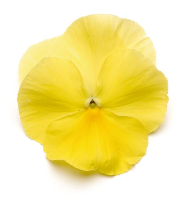5.5" Pansy - Spring Matrix Lemon