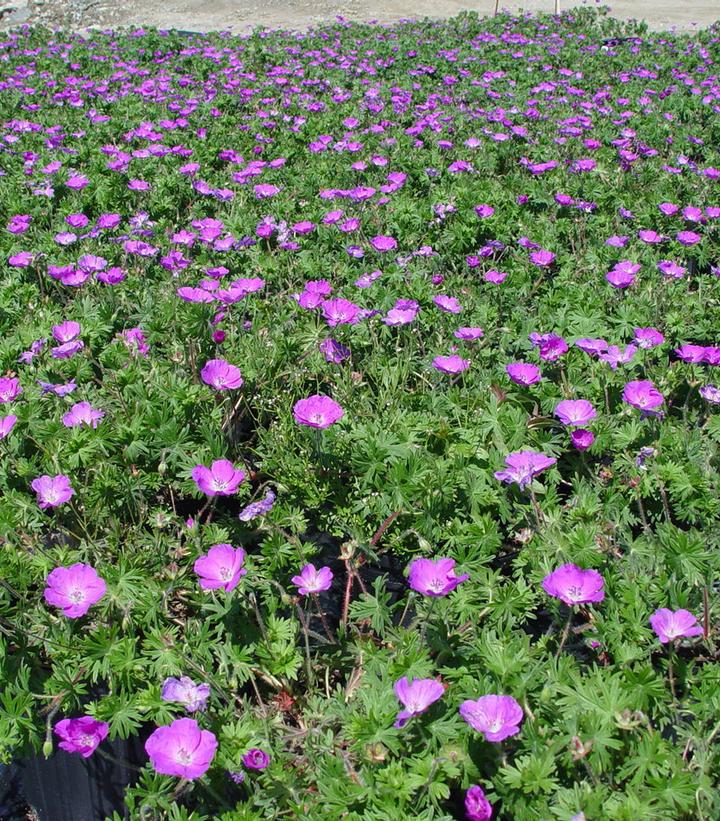 1G GERANIUM SANGUINEUM 'New Hampshire Purple' (Cranesbill, Perennial Geranium) 1001791