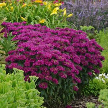 2G Monarda Sugar Buzz 'Grape Gumball' -  Bee Balm - 1007349