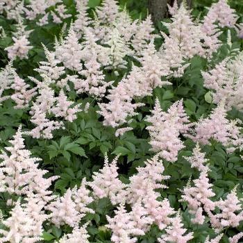 1G Astilbe 'Peach Blossom'  - False Spiraea - 1000439