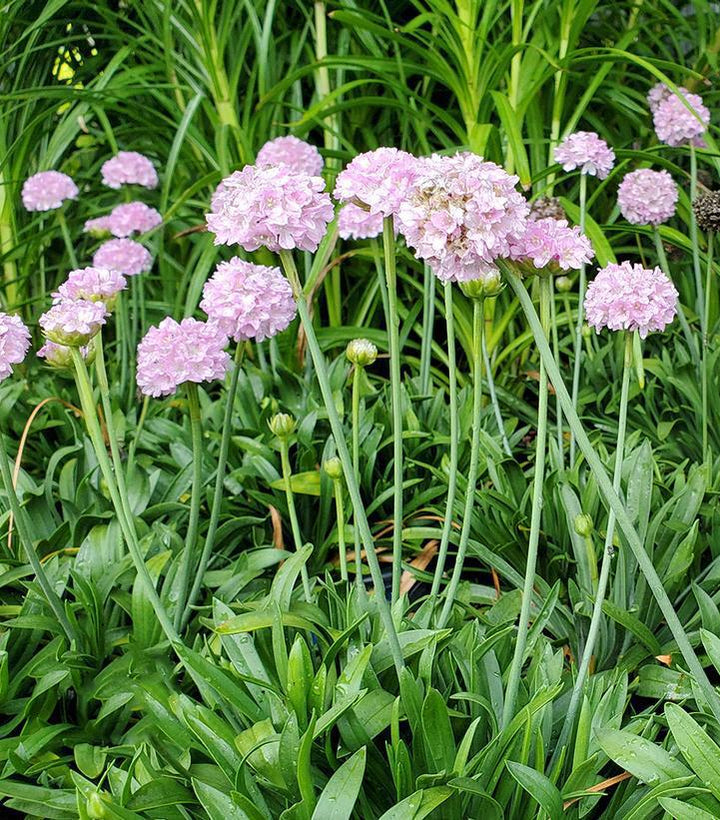 8" Armeria Pseudarmeria Dreameria 'Sweet Dreams' - 1015136