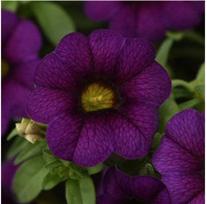 8" TP Calibrachoa