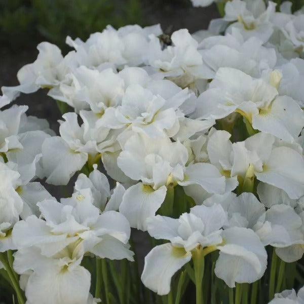 Swans In Flight Siberian Iris