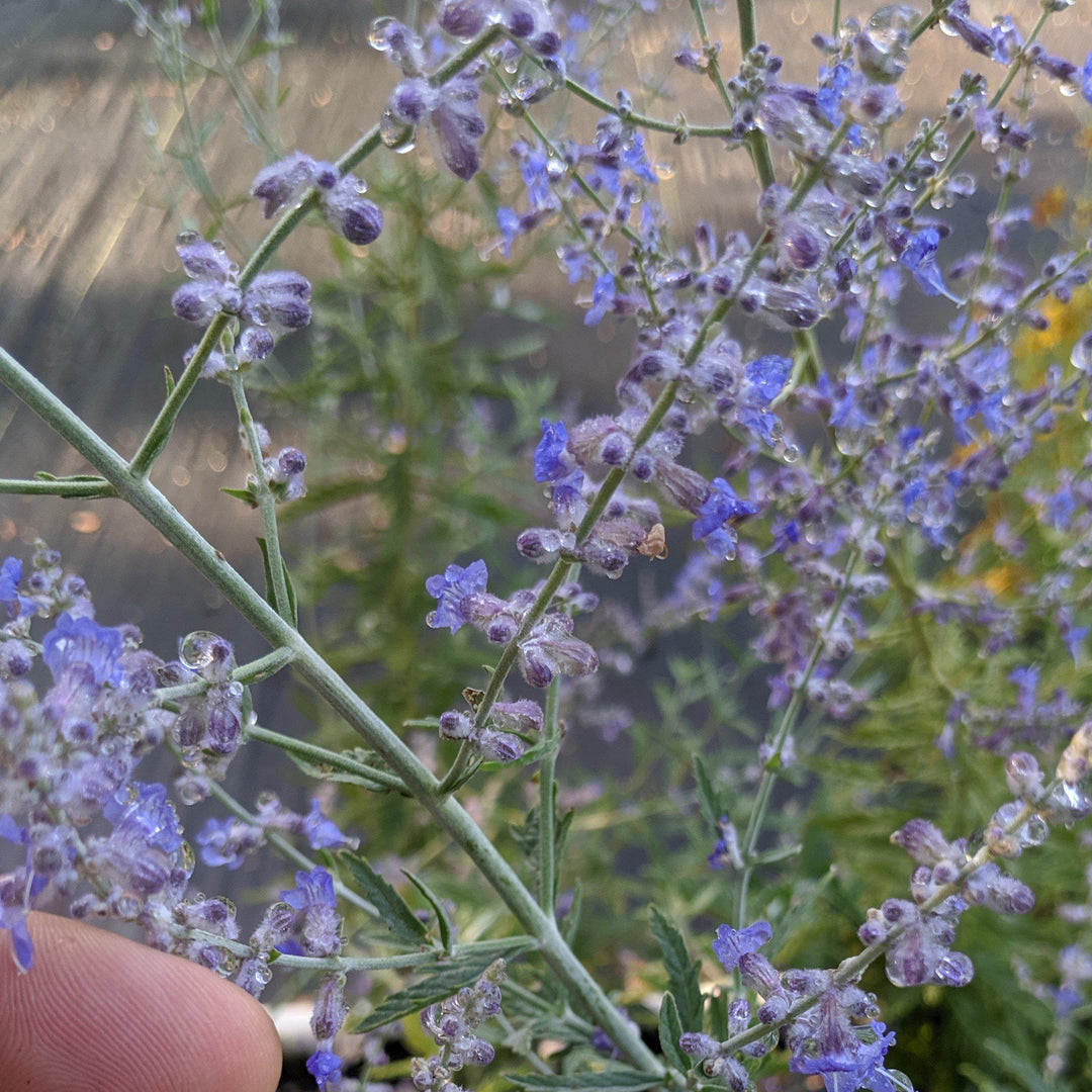 Russian Sage