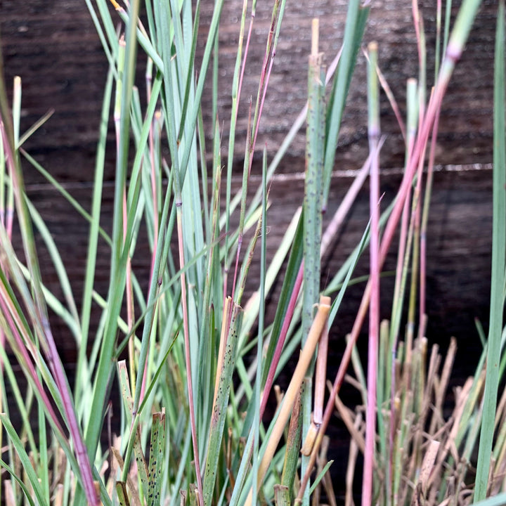 The Blues Little Bluestem