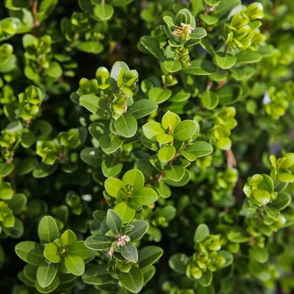 Baby Gem™ Boxwood