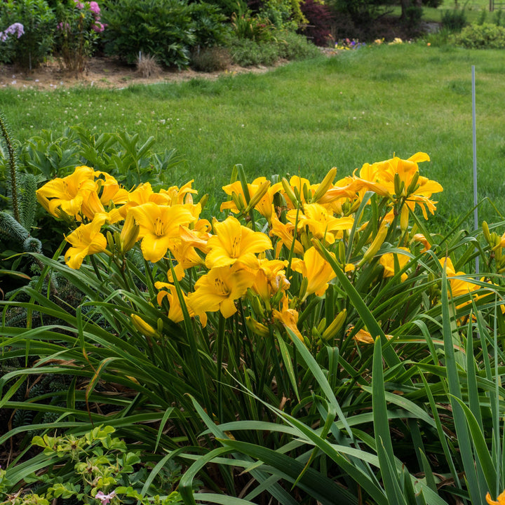 Buttered Popcorn Daylily