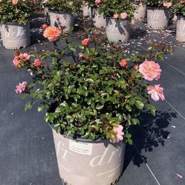 Apricot Drift® Rose