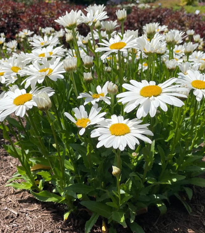 1G Leucanthemum Maximum Ooh La™ LaGrande - Shasta Daisy - 1026954