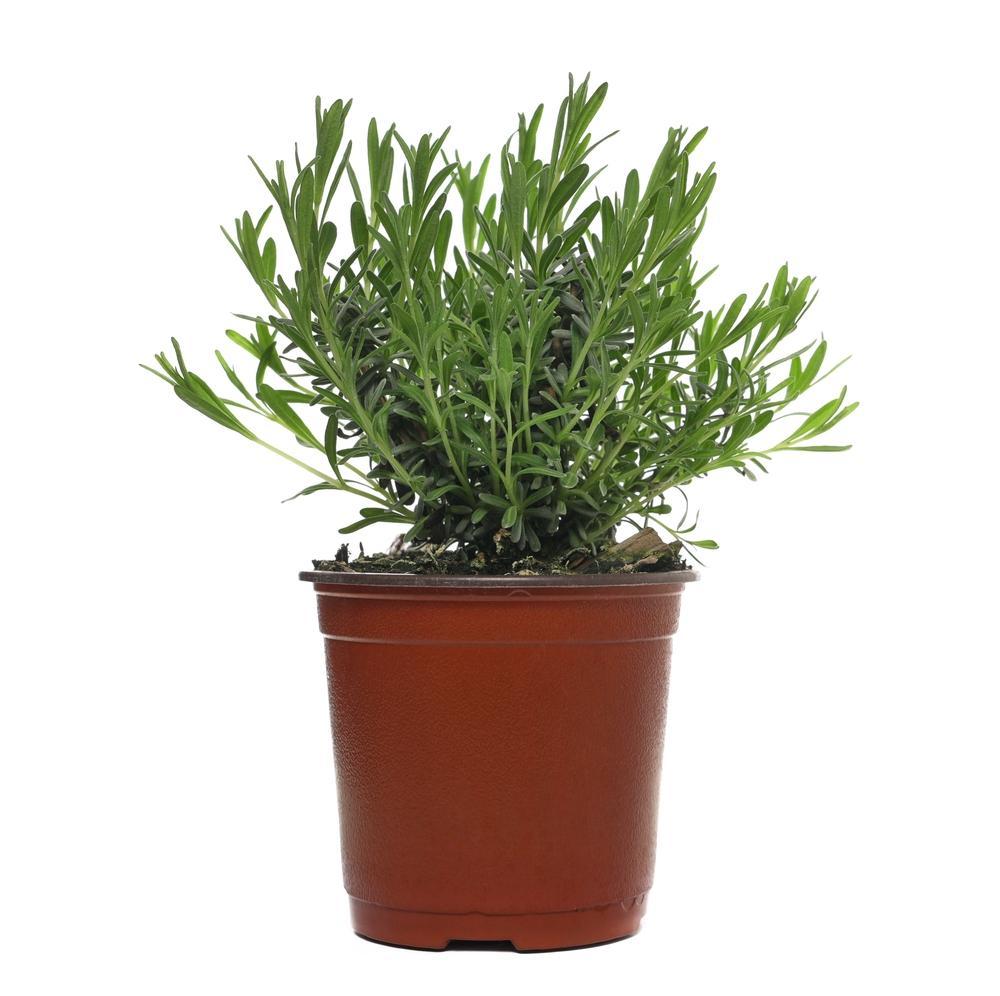 4" Herb - Lavandula - Munstead (English Lavender)