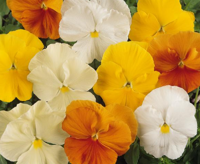 5.5" Pansy - Matrix Citrus Mix