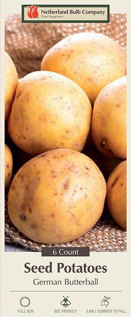German Butterball 6 Seed Potatoes P-30