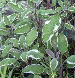 4" Herb - Salvia - Tricolor Sage