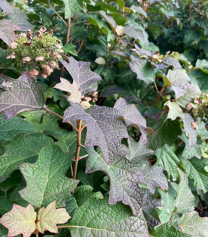 2G Hydrangea Quercifolia Toy Soldier ('Bocotoso') - Oakleaf  - 1020568