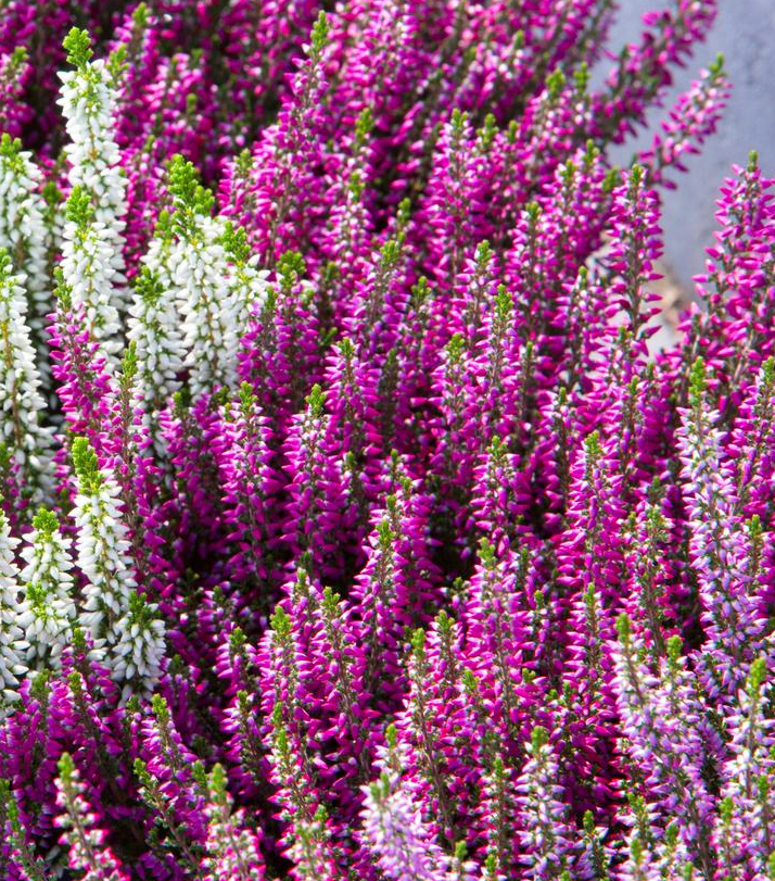 1G Calluna Vulgaris Beauty Ladies 'Purple' - Scotch Heather - 1022294