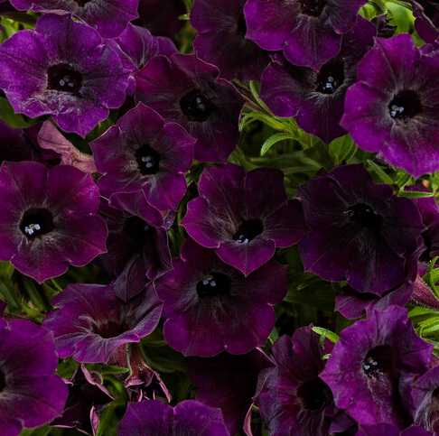4.25" PW Supertunia - Mini Vista Midnight Petunia