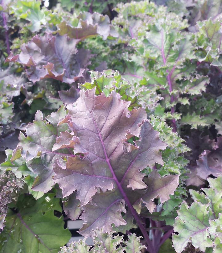 1G Kale 'Redbor' - Purple Kale - 1007704