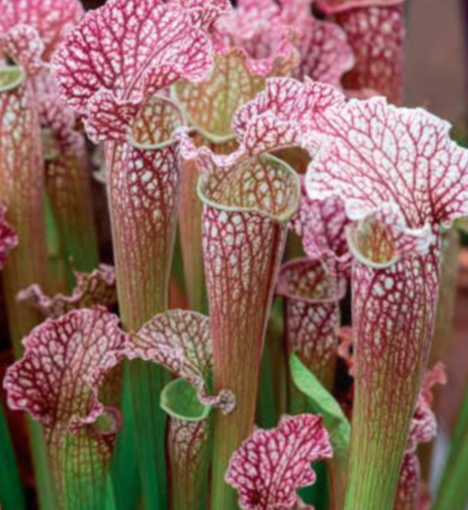 Netherland Bulb Company - Sarracenia - (Velvet) (Pitcher Plant) Marginal Plant - 5140106312