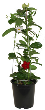 8.5" (21cm) Mandevilla - Bicolour ( Red & White ) Large Leaf - G4911