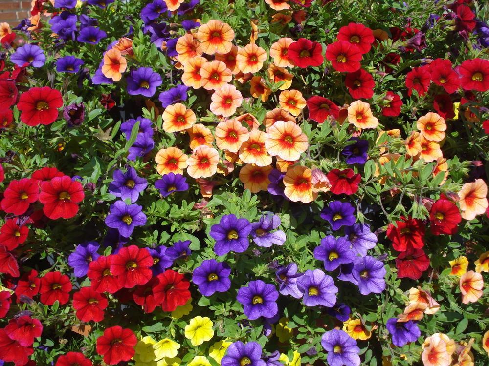 4.5" Calibrachoa (million bells)