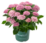 17 CM Hydrangea Multi Magical Pink - G2604